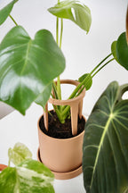 Modulaire bloempot met plantensteun en lekbak voor klimplanten en hoge kamerplanten